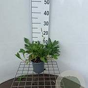 Persicaria aff. 'Darjeeling Red' GM C1.3