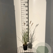 Pennisetum al. 'Hameln' GM C1.3