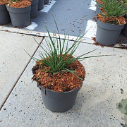 Pennisetum al. 'Little Bunny' GM C1.3