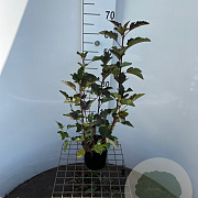 Physocarpus opulif. 'Diabolo' 30-40 cm 2,5L