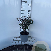 Physocarpus opulif. Little Joker 30-40 cm 2,0L
