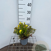 Potentilla f. 'Kobold' 25-30 cm C1.3