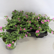 Bacopa Rose GM P12