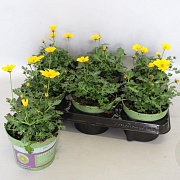 Bidens Golden Empire GM P12