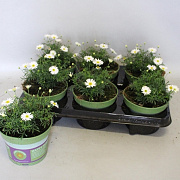 Brachyscome surdaisy White GM P12
