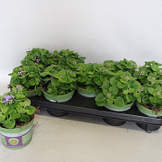 Ageratum artist Basso Blauw 15 cm P12