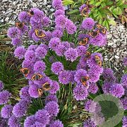 Allium 'Lavender Bubbles' 45 cm P19