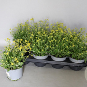 Alyssum Saxatilis 20 cm P13
