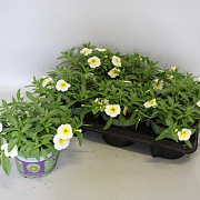Calibrachoa Blizzard 15 cm P12