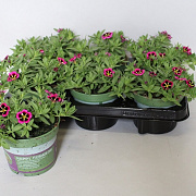 Calibrachoa cabaret Good Night Kiss 15 cm P12