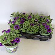 Calibrachoa Dark Blue 15 cm P12