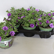 Calibrachoa Double Blue 15 cm P12