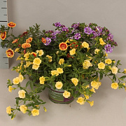 Calibrachoa Double Divers 15 cm P12