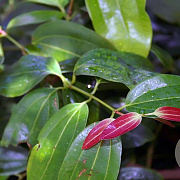 Cinnamomum bodinieri 75 cm P20