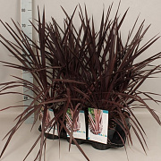 Cordyline aus. Burgundy Spire 85 cm P17