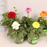 Dahlia divers 25 cm P12