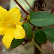 Gelsemium rankinii 20 cm P12