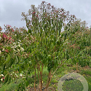 Heptacodium miconioides 250-300 cm draadkluit meerstammig