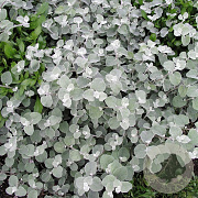 Helichrysum Petiolara Silver 15 cm P9