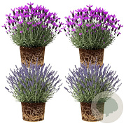 Lavandula int. Gemengd 20 cm op P27