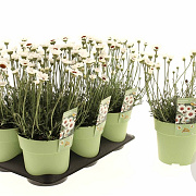 Rhodanthemum White 25 cm P14