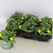 Sanvitalia santiago Great Yellow 10 cm P12
