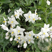 Solanum jasminoides 40 cm P27