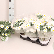 Struikmargriet Klein White 25 cm P14