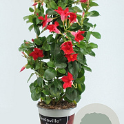 Sundaville 19 cm Rek Red 70 cm P19
