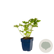 Anemone hyb. 'Honorine Jobert' GM  P11