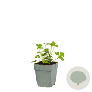 Anemone leveillei GM  P11