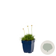 Armeria mar. 'Alba' GM  P11