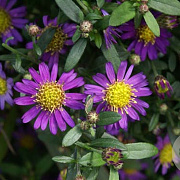 Aster ageratoides 'Ezo Murazaki' GM  P11