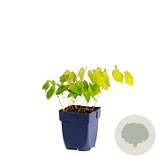 Epimedium pubigerum 'Orangekönigin' GM  P11