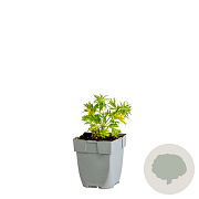 Eryngium bourgatii 'Pen Blue' GM  P11