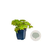 Geranium macrorrhizum GM  P11