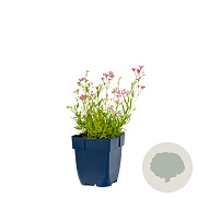 Gypsophila repens 'Rosa Schönheit' GM  P11