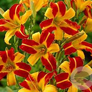 Hemerocallis 'Frans Hals' GM  P11