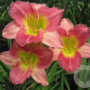 Hemerocallis 'Final Touch' GM  P11