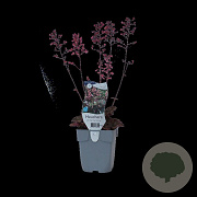 Heuchera villosa GM  P11
