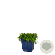 Isotoma fluviatilis 'Alba' GM  P11