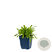Jasione laevis GM  P11