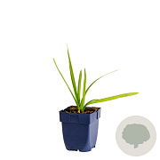 Leucojum aestivum GM  P11