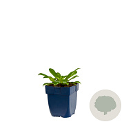 Lewisia cotyledon GM  P11