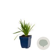 Liatris spicata 'Alba' GM  P11