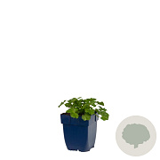 Malva moschata 'Alba' GM  P11