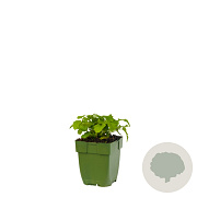Melissa officinalis GM  P11