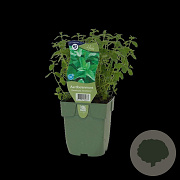 Mentha piperita GM  P11