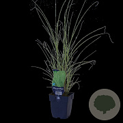 Miscanthus sin. 'Morning Light' GM  P11