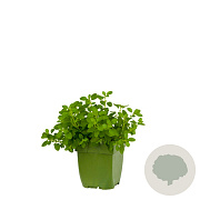 Origanum vulg. 'Compactum' GM  P11